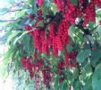 Schisandra Chinensis P.E